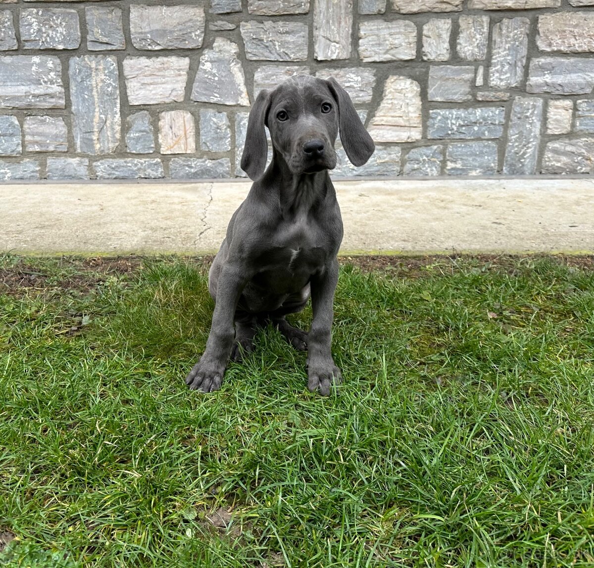 Weimarský stavač šteniatka - 6