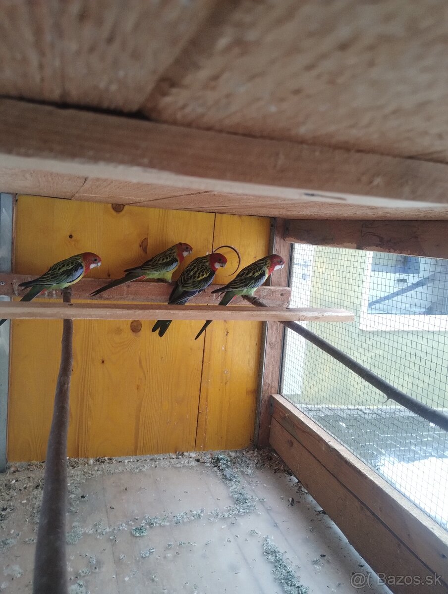 Papagáj spevavy, neoféma,rozela - 6