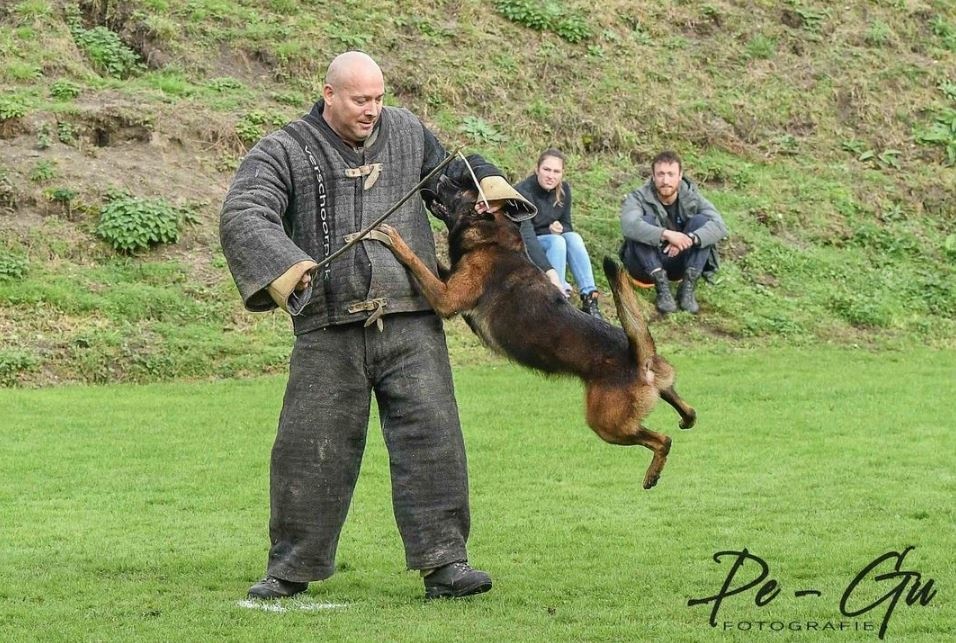 Belgický ovčiak malinois s PP - 6