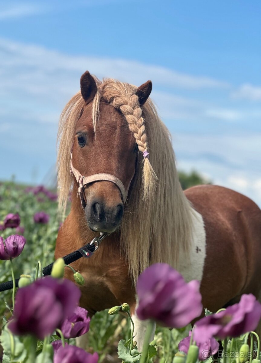 Hřebec mini Shetland pony s PP - 6
