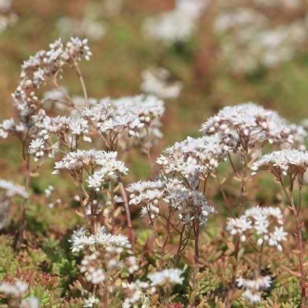 Rozchodniky(Sedum) - 6