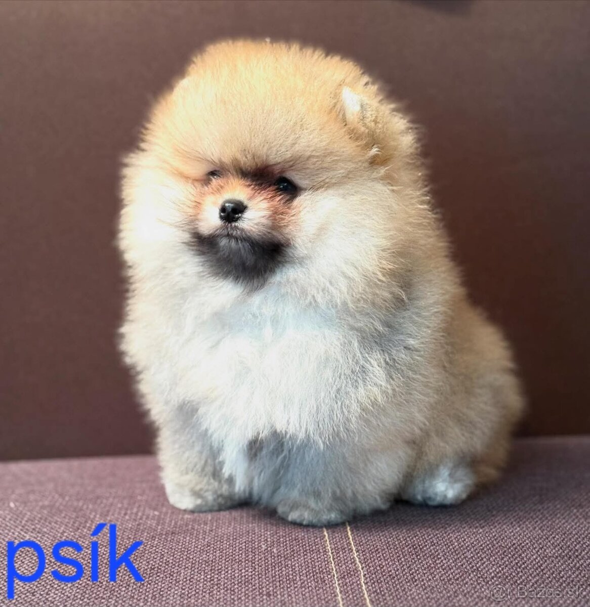 Pomeranian mini - 6