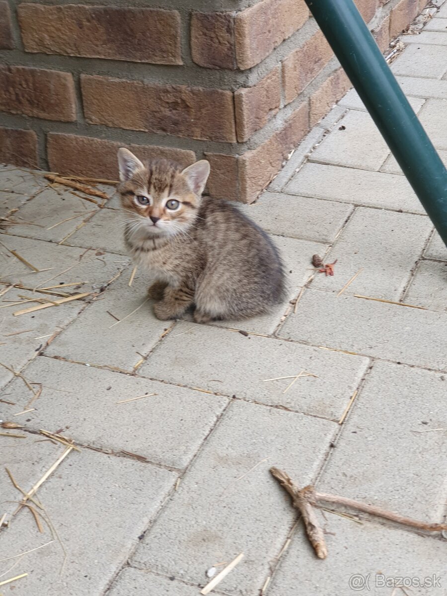 Mačiatka - 6