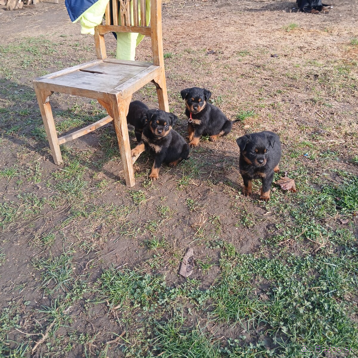 Rotvajler steniaka rodicia pp - 6