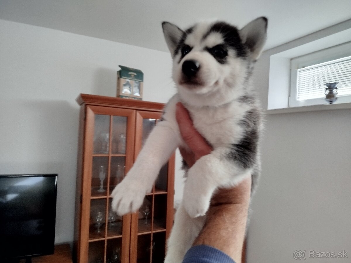 SIBÍRSKY HUSKY - 6