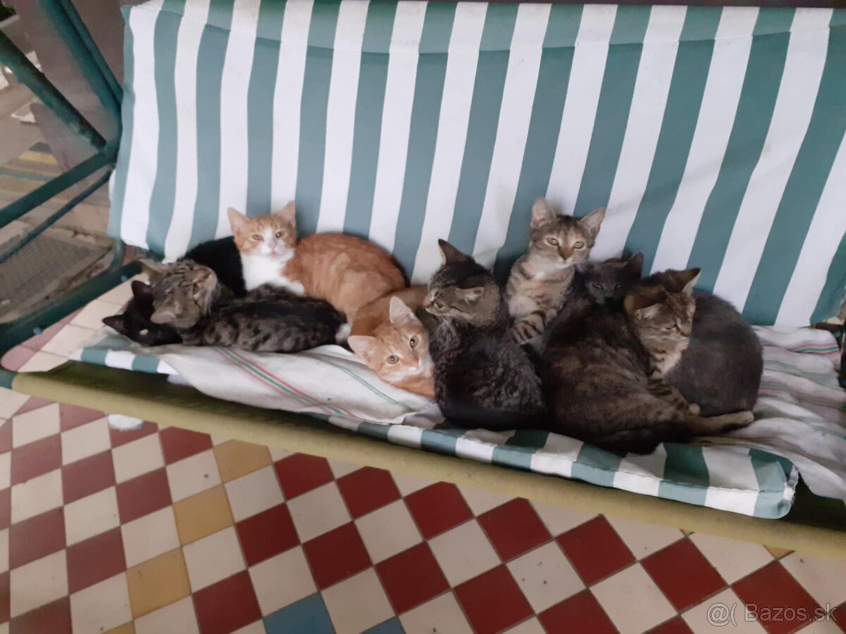 Darujem mačičky - 6
