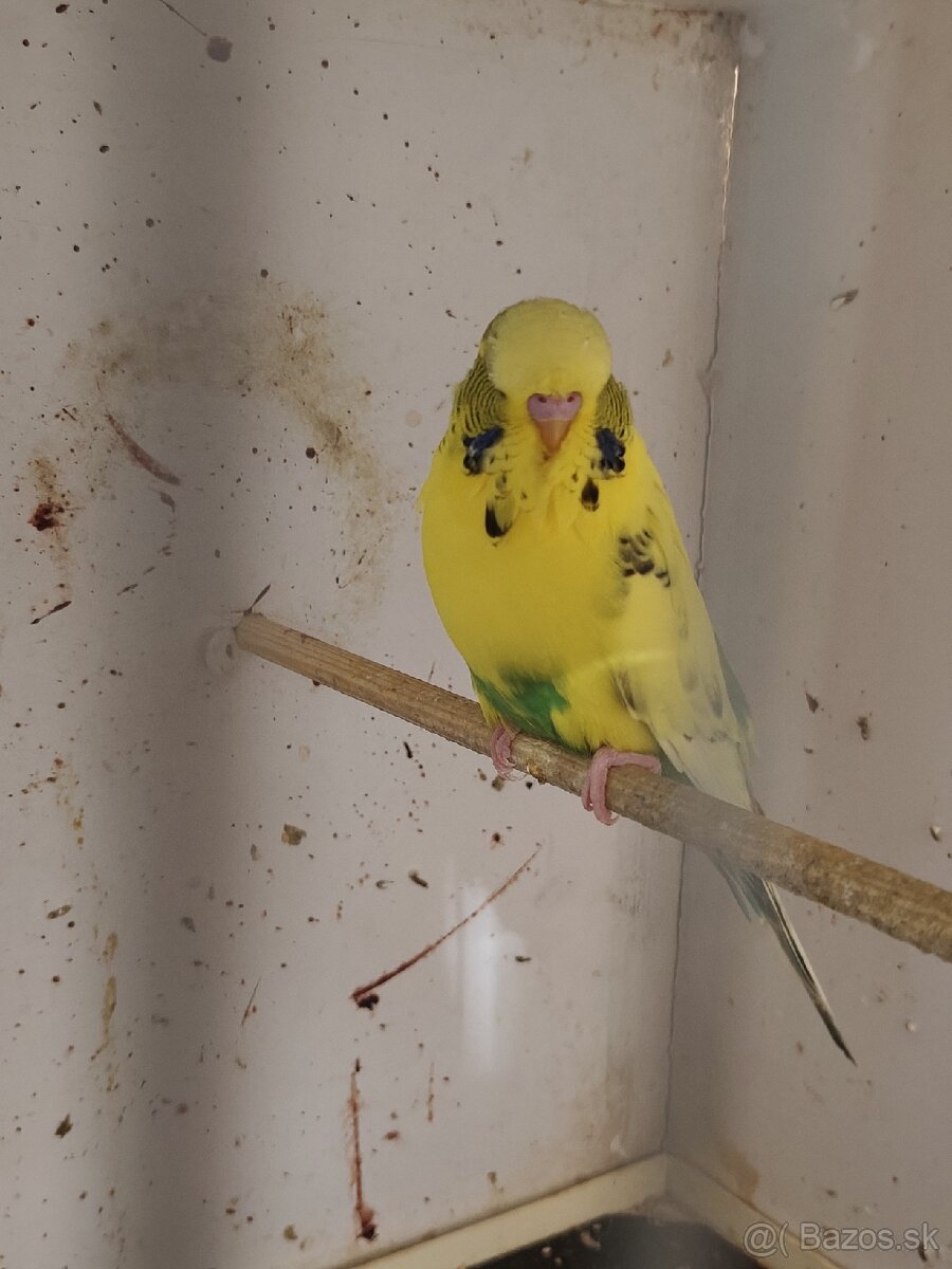 Výstavné andulky celý chov - 6