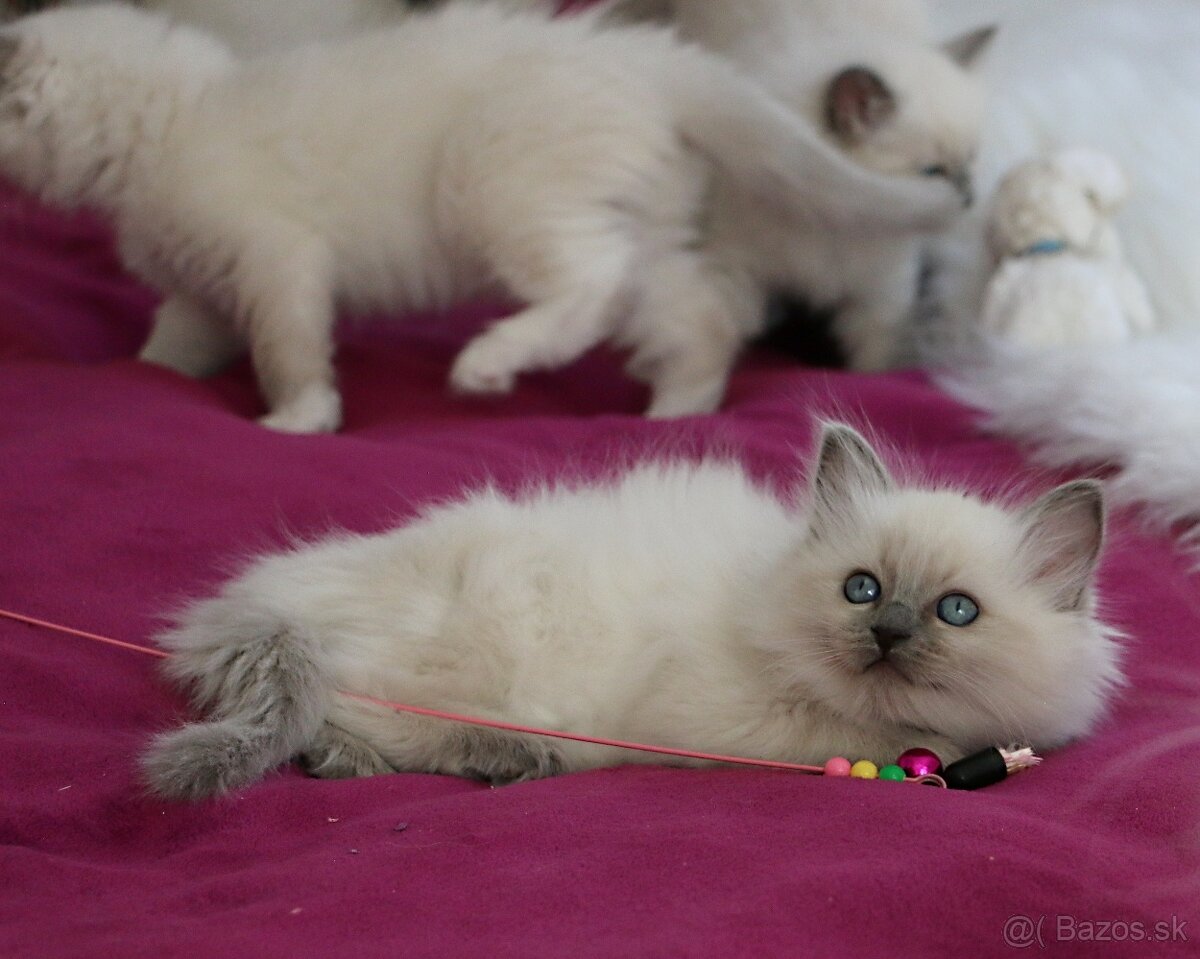 Ragdoll - láska na celý život - 6