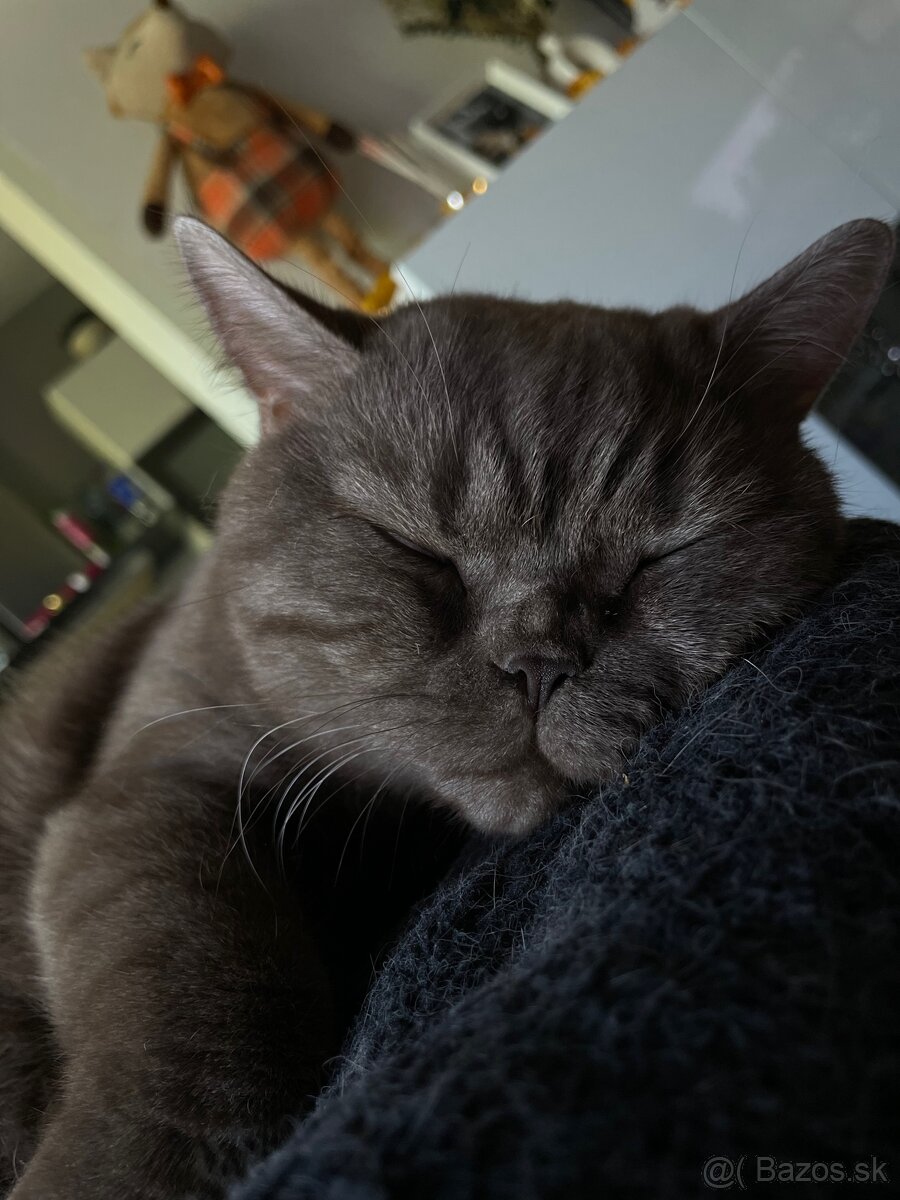 Predám Britských krátkosrstých kocúrikov - 6