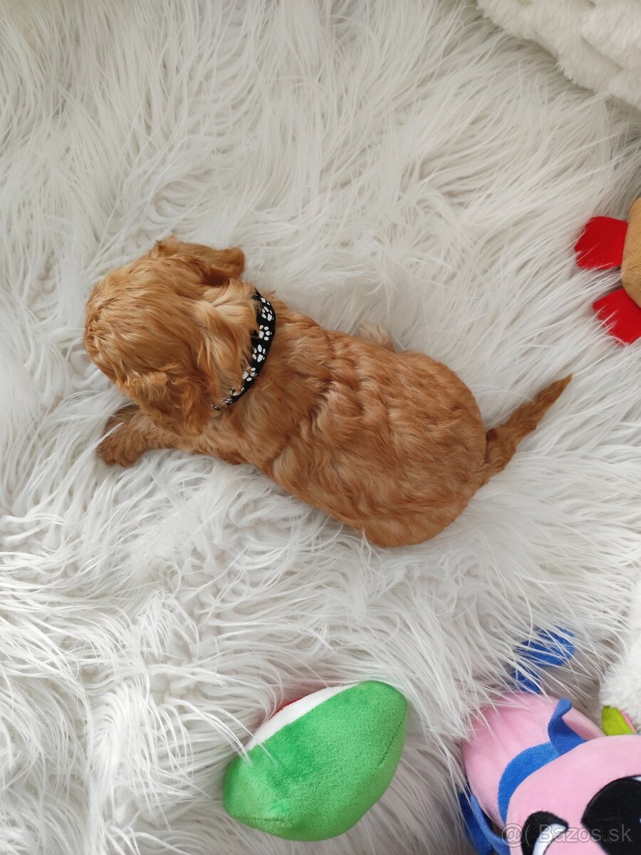 Cavapoo - 6