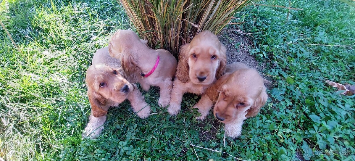 Anglický kokeršpaniel - 6