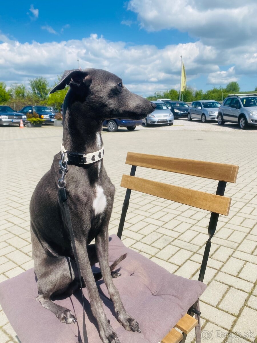 Krytie Taliansky Chrtík - 6