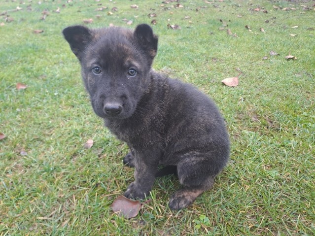 Predám holandského ovčiaka - 6