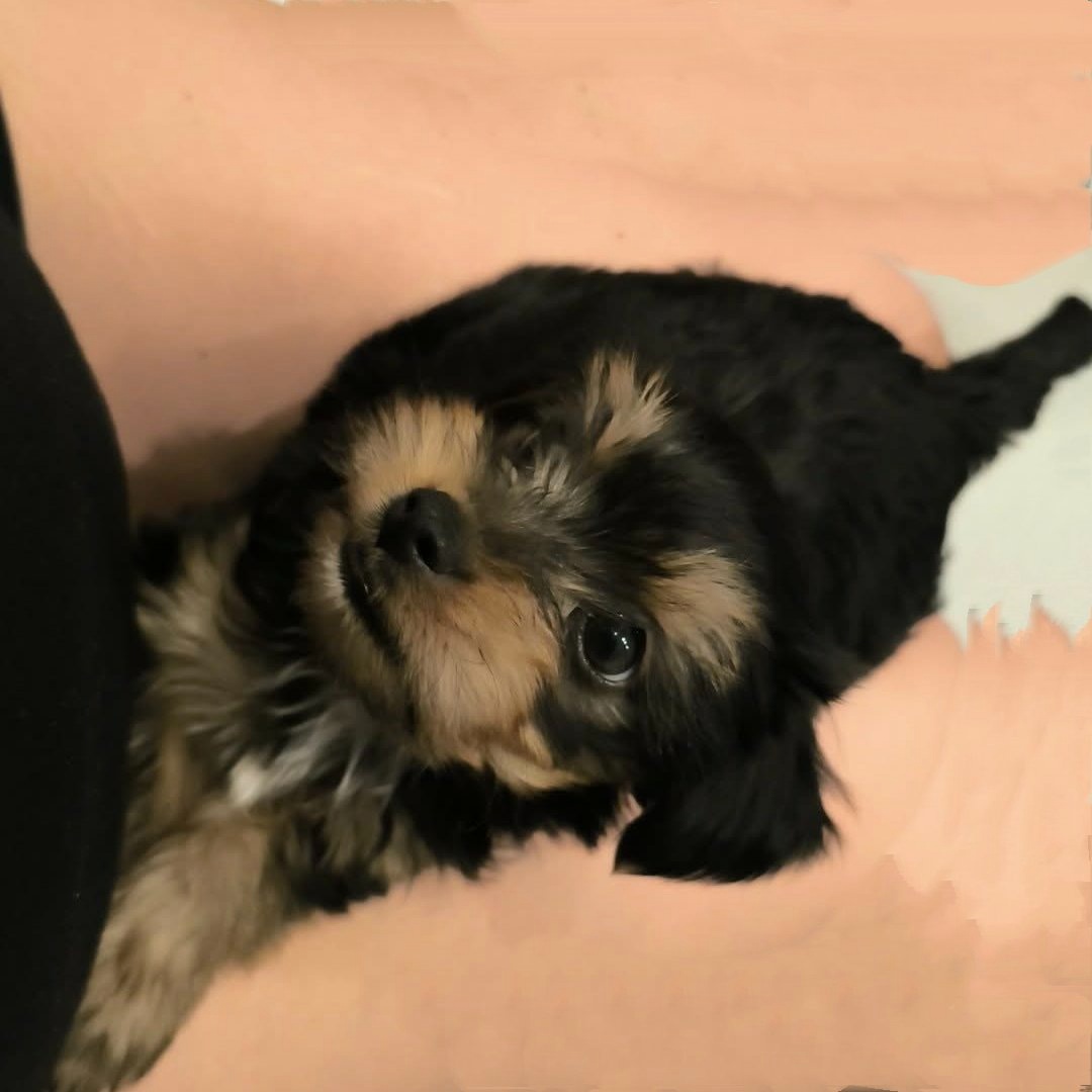 Yorkshire teriér - 6