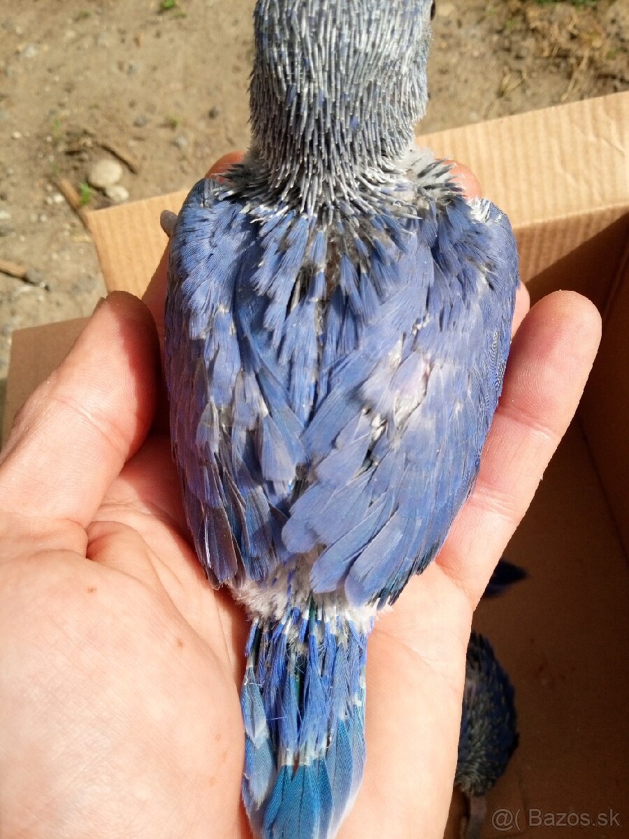 Alexandre malé-chovné páry - 6