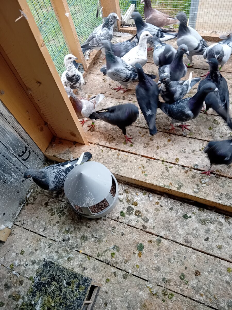 Poštové holuby - 6