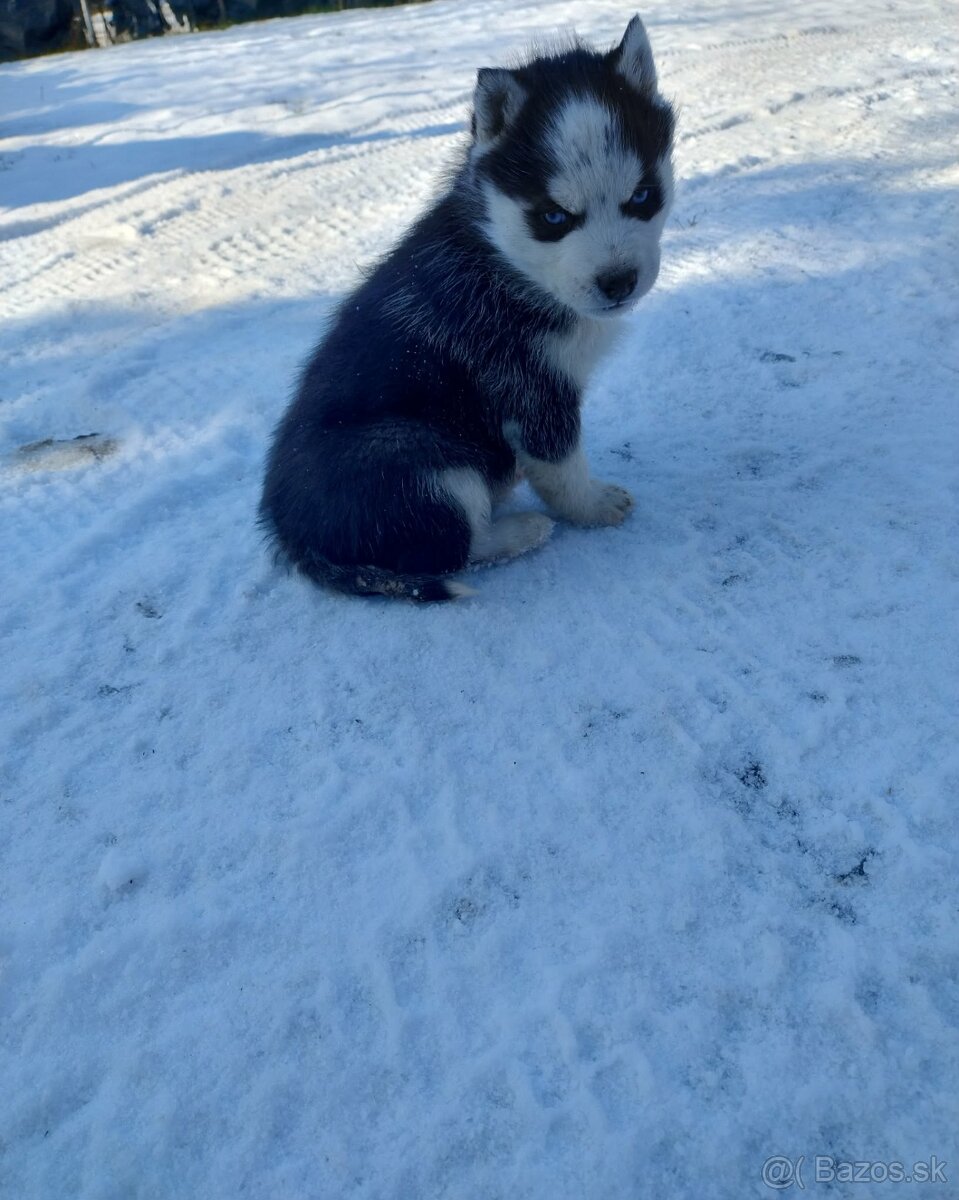 Šteniatka sibírsky husky - 6