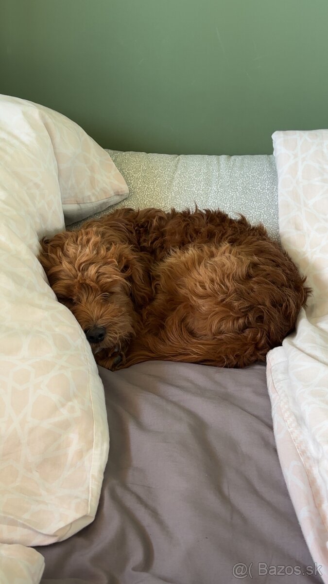 Cavapoo na krytie - 6