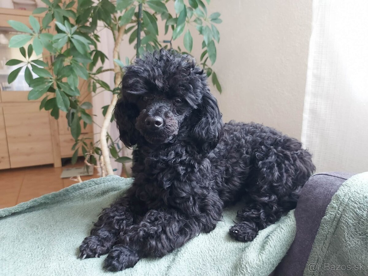 Pudel, pudlík toy - 6