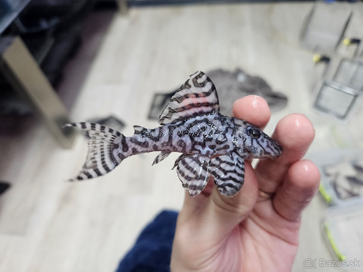 L 236 Super White - dospelá skupinka - 6