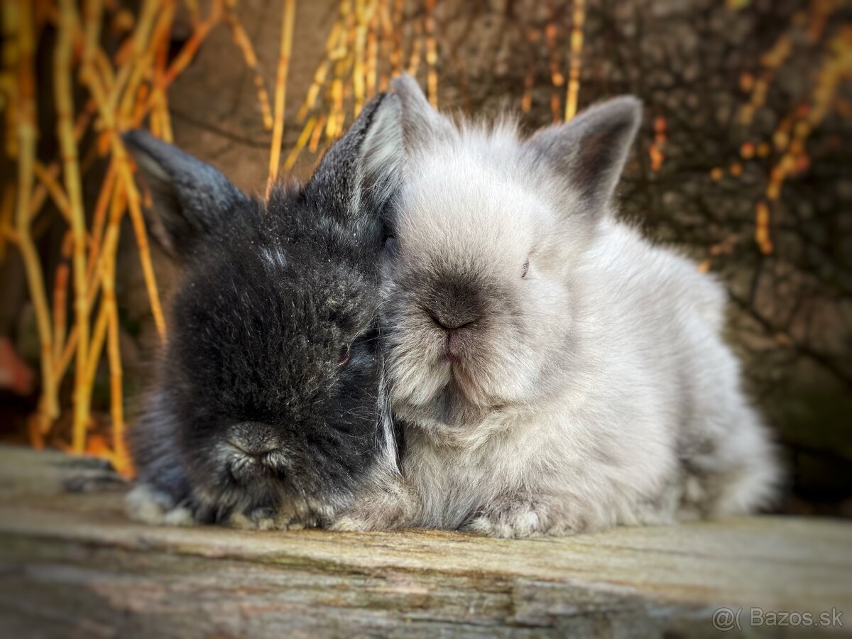 Zakrslý králik - 6