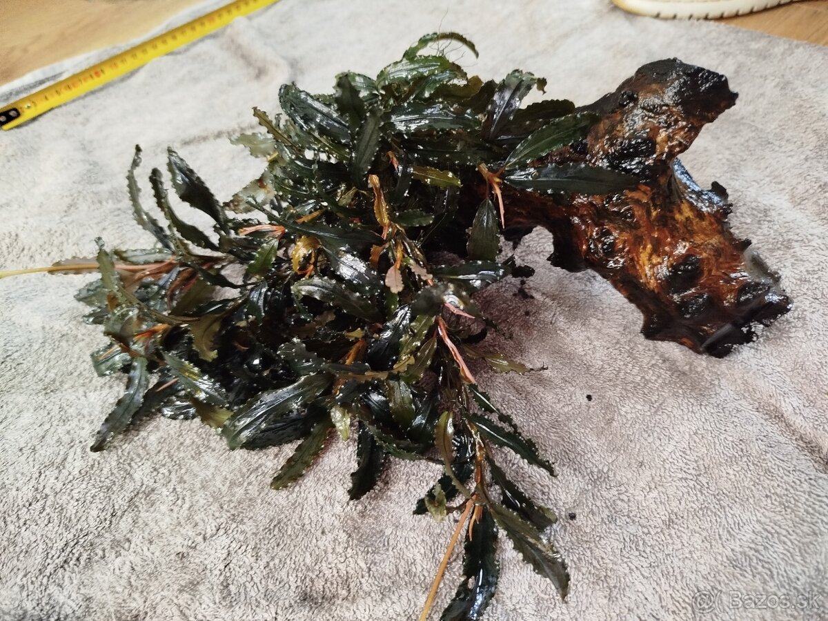 Predam rastlinky Bucephalandra - 6