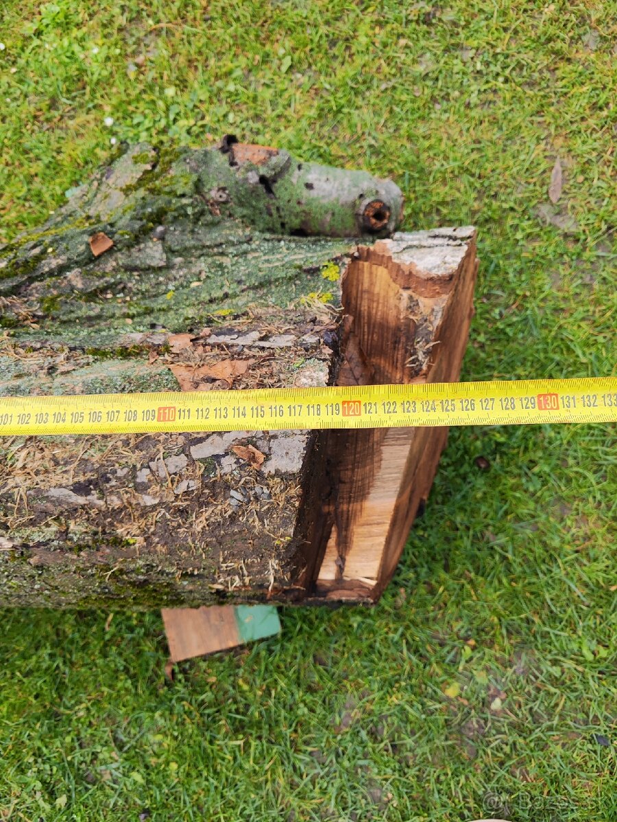 Predám kmene z čerstvo spíleneho stromu - 6