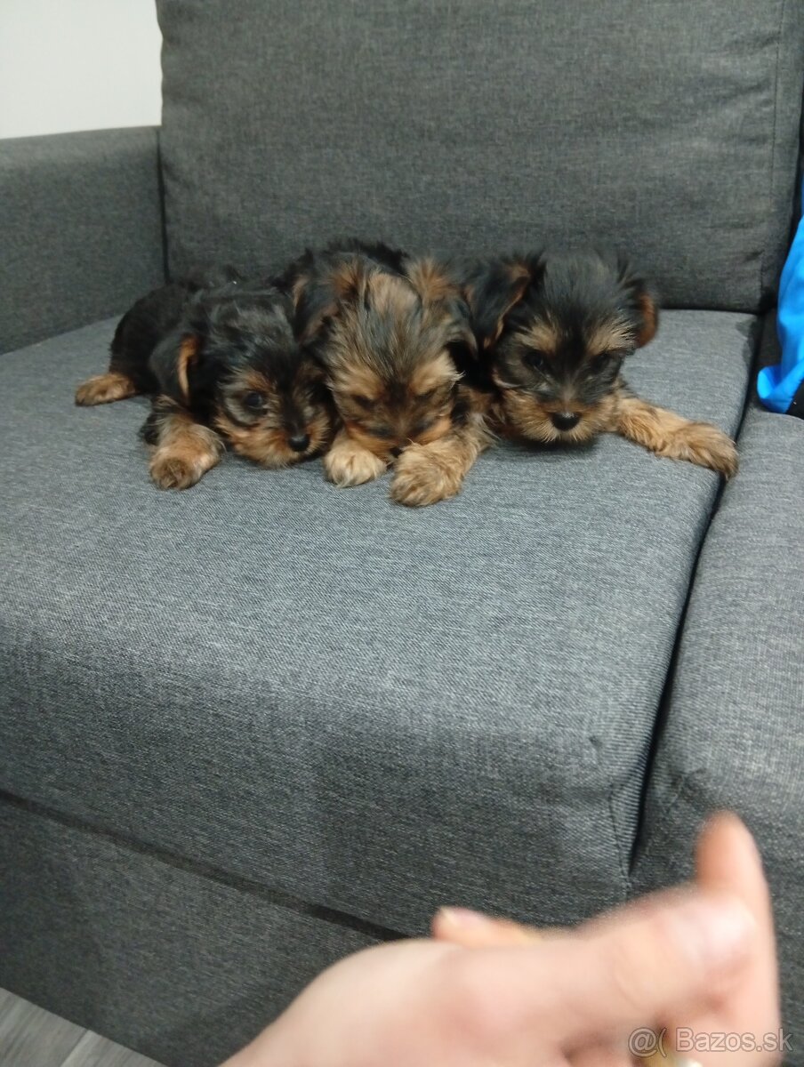 Mini Yorkshire teriér šteniatka na predaj - 6