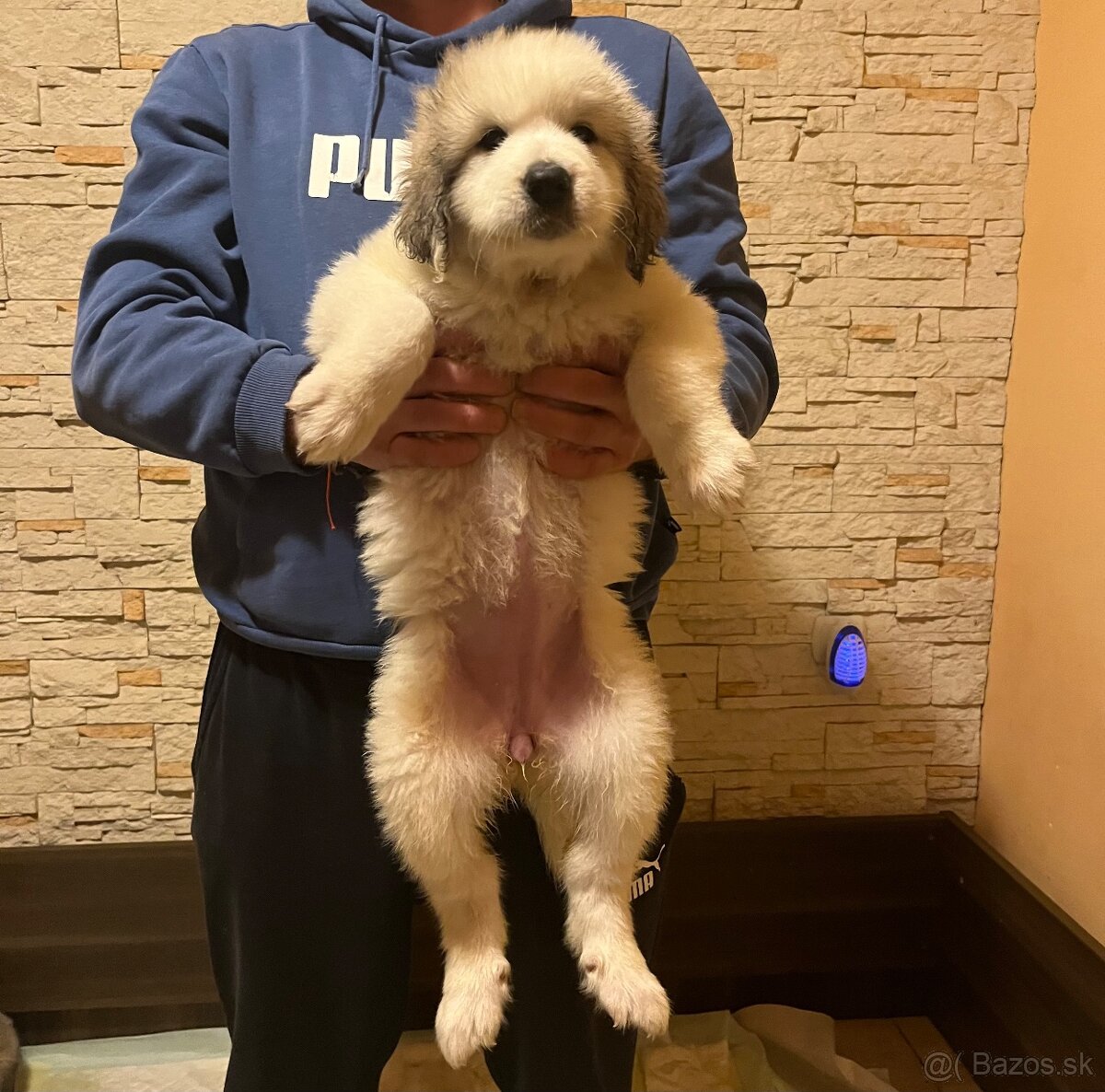 Pyrenejský horský pes - 6