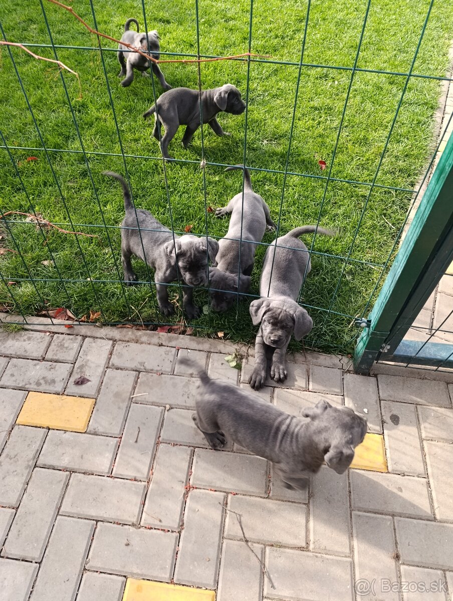 Cane corso modré šteniatka - 6