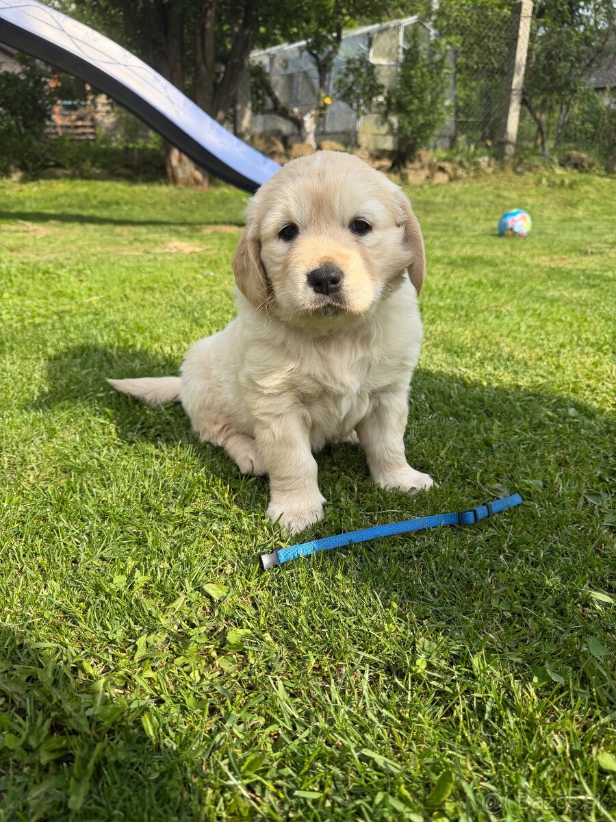 Zlatý retriever - 6