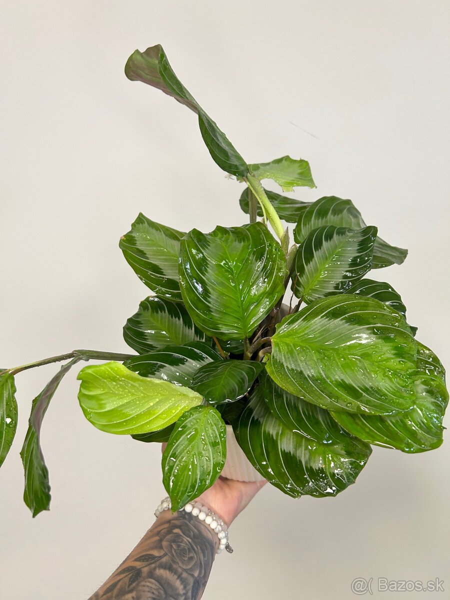 Maranta leuconeura ‘Silver Band’ - 6