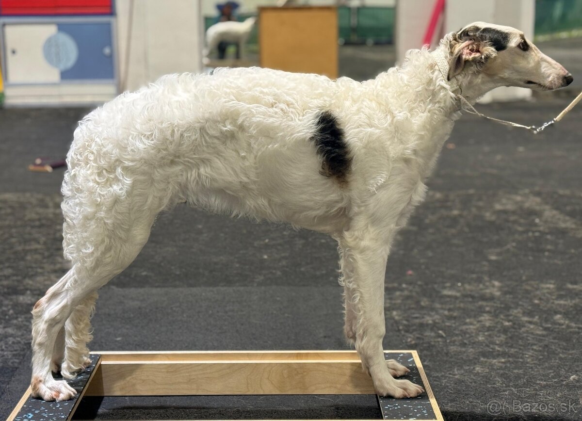 Ruský chrt Barzoj (borzoi) s PP - 6