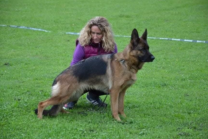 Nemecký ovčiak šteniatka - 6