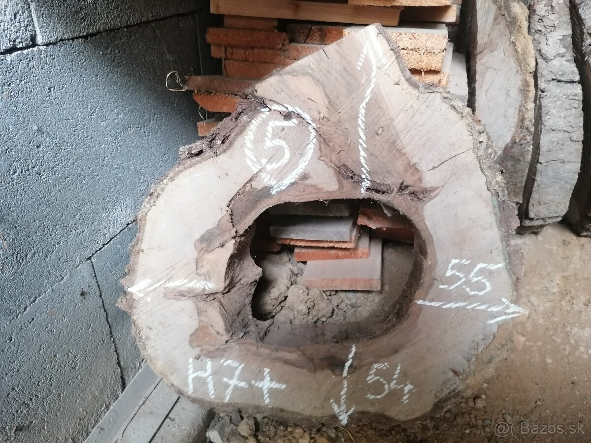 Orech - priečny rez - 6