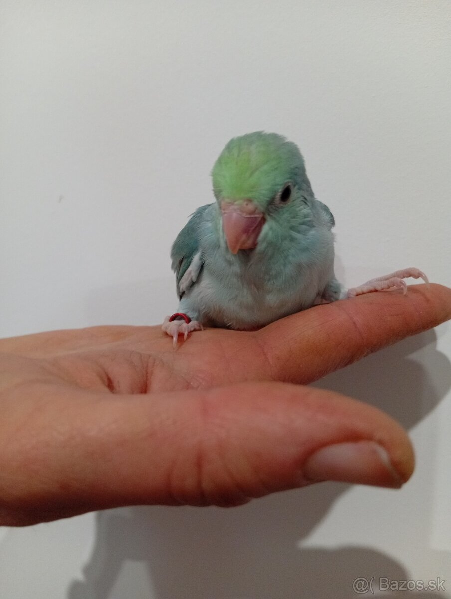 Forpus, papagájik šedokrídly - 6