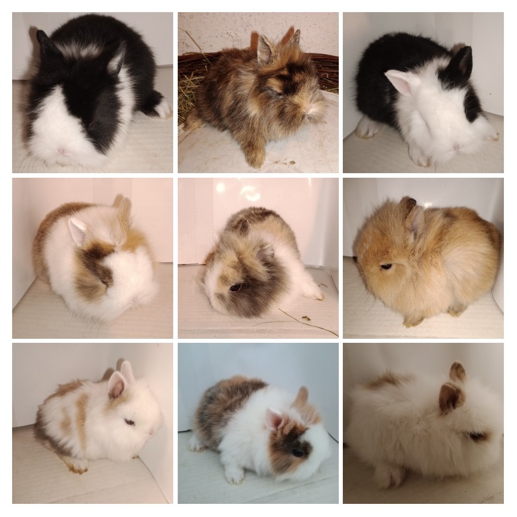 Zdrobnelý zakrslý králik - 6