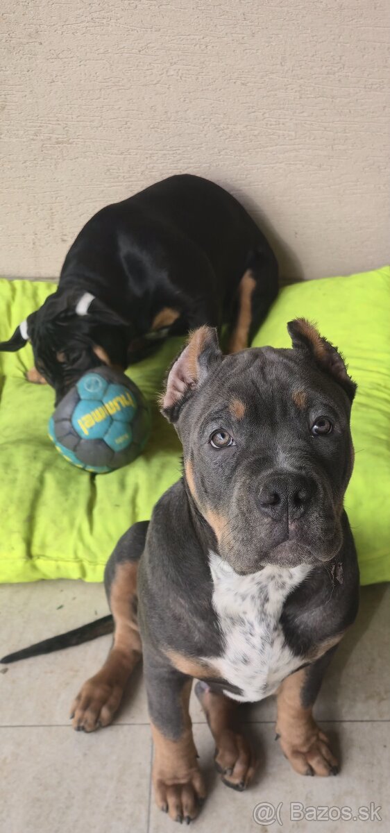 American bully xl - 6