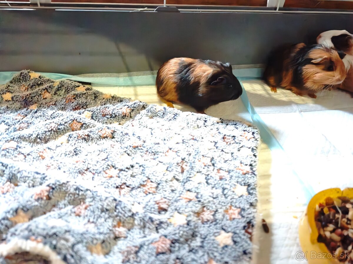 Morske prasiatko - 6