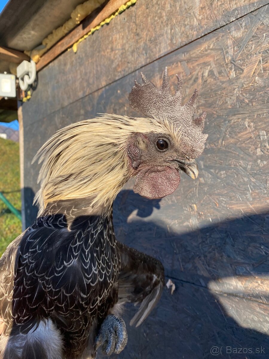 Ayam Cemani kohuti - 6