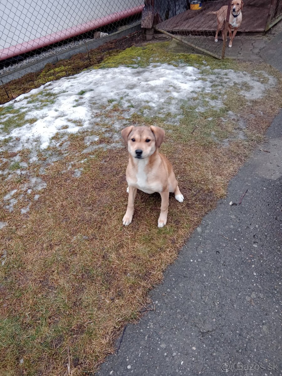 Darujem šteniatko fenku. - 6