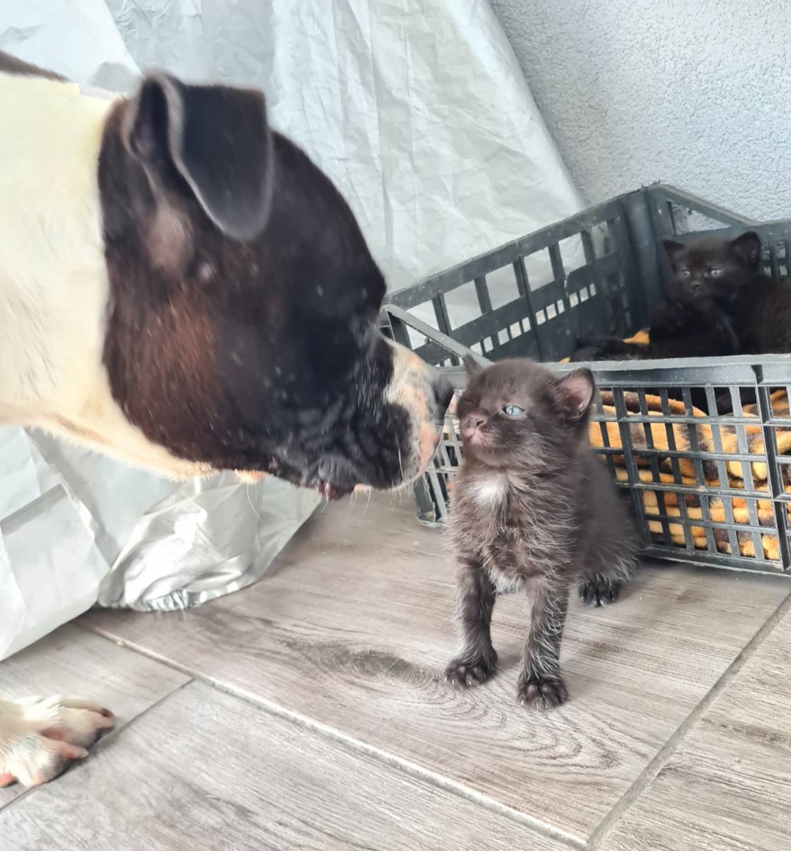 Darujem posledné mačiatko, je to mačička - 6