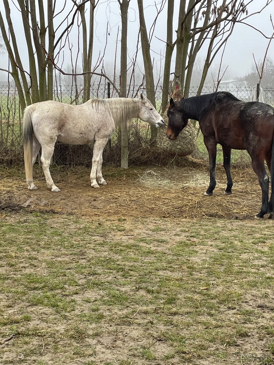 Arabsky plnokrvník - 6