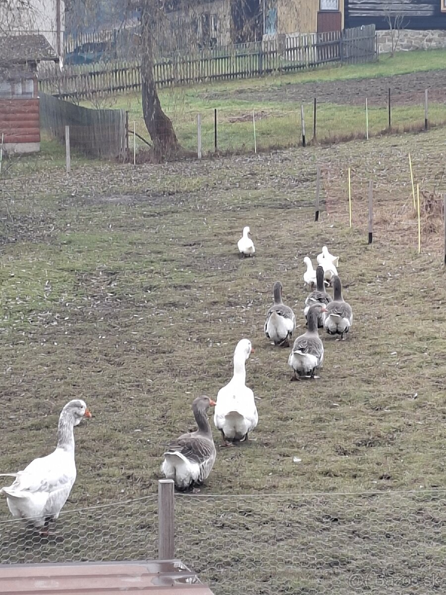 Predám tulúzske husi a gunare - 6