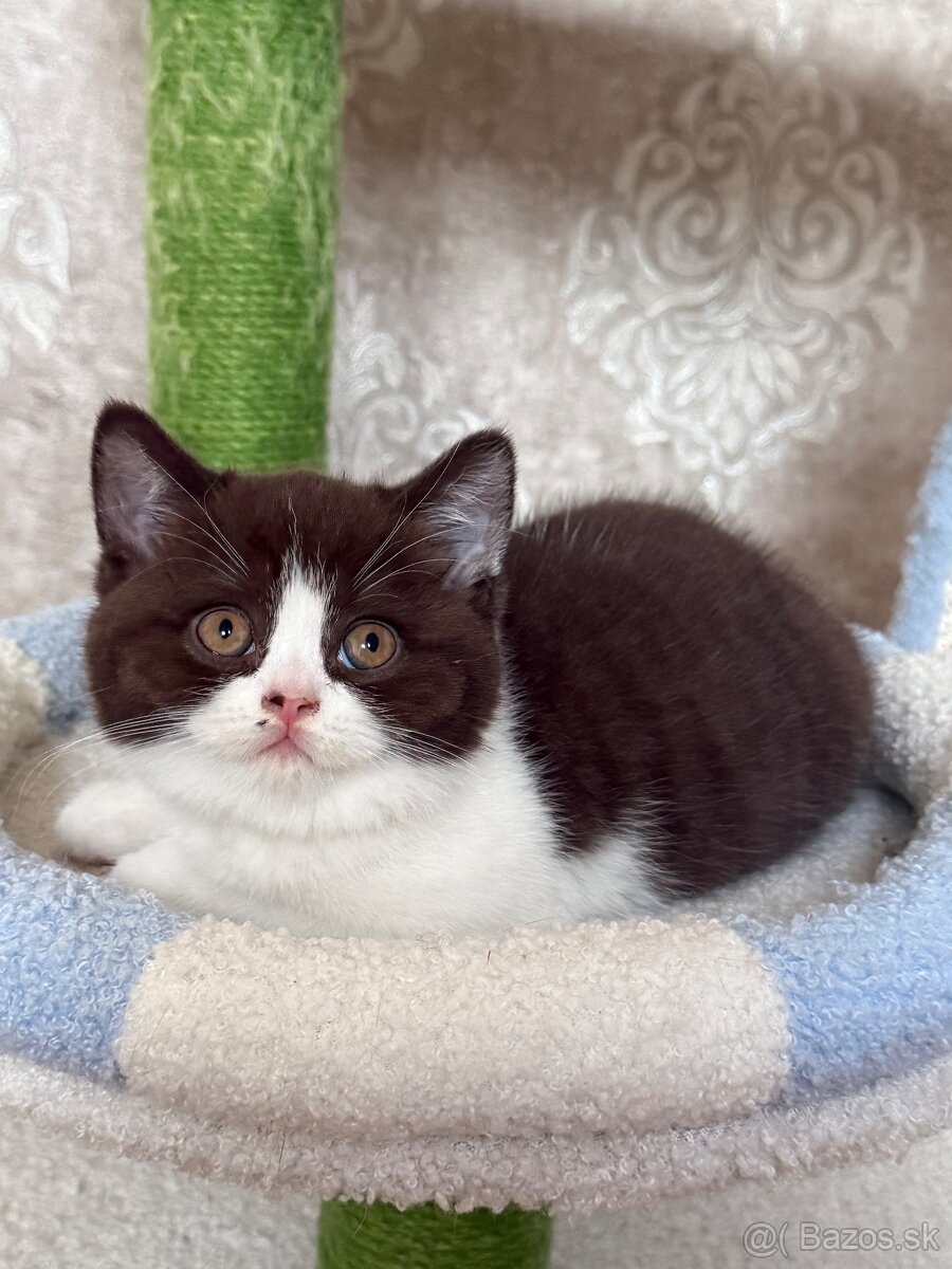 Britské mačiatka s PP - 6