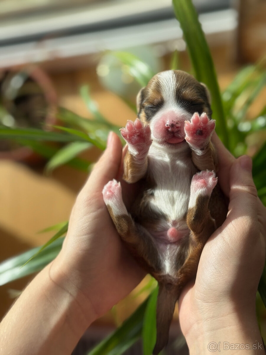 Havanský psík s PP - 6