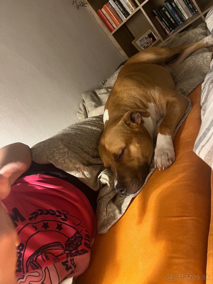 Darujeme staforda – LEN do dobrých rúk - 6