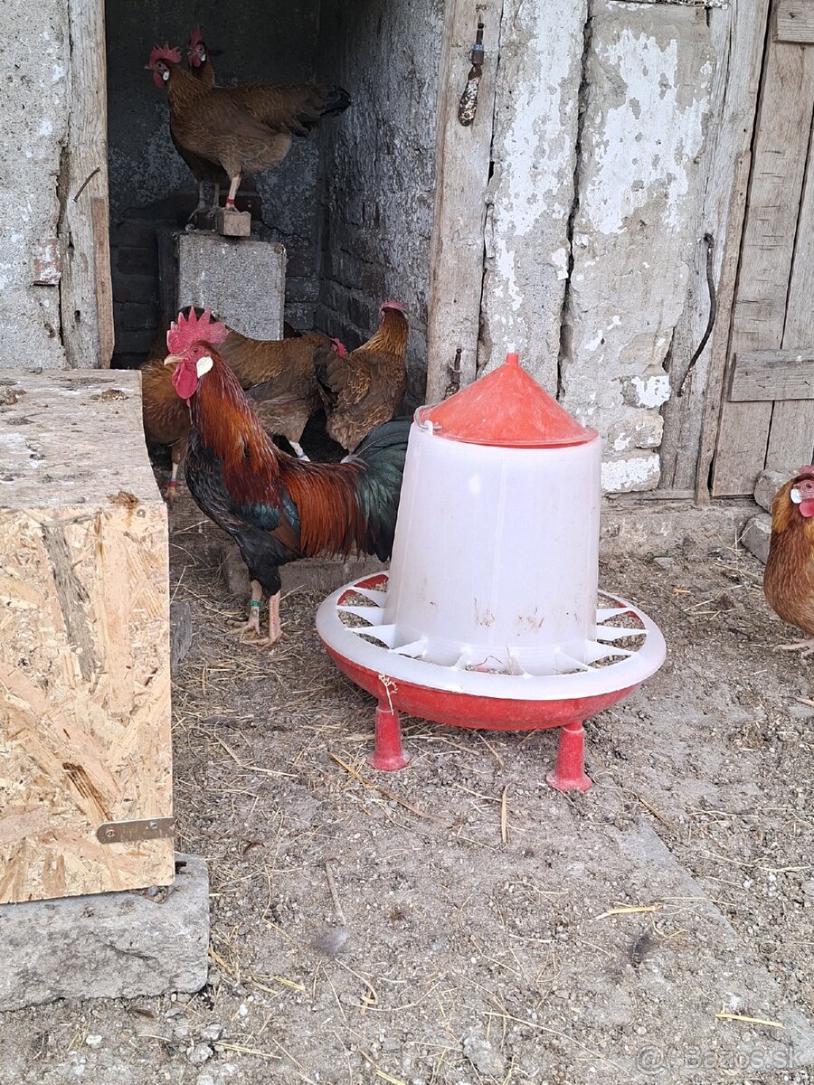 Nasadové vajíčka - 6