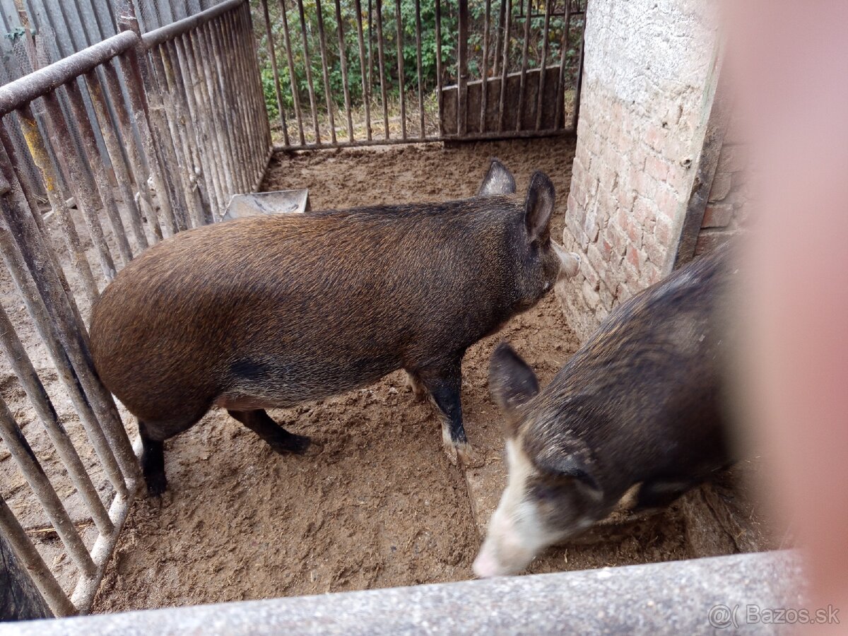 Durok prasa na zabitie 130kg - 6