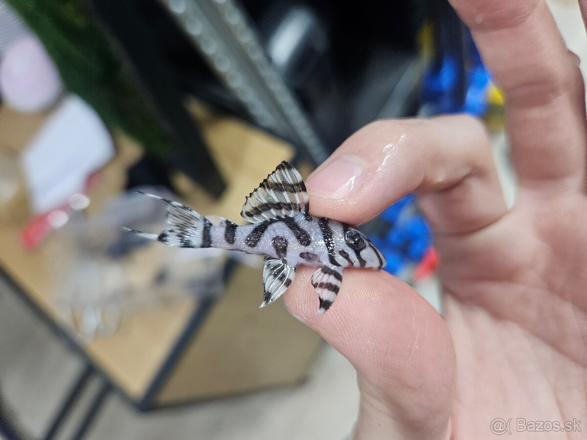 L 236 Super White - odchov - 6